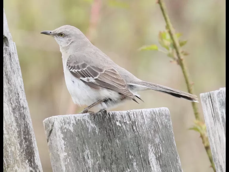 A gray catbird in Southborough, photographed by Steve Forman.