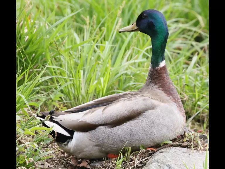 A honey bee at Grist Mill Pond in Sudbury, photographed by Steve Forman.