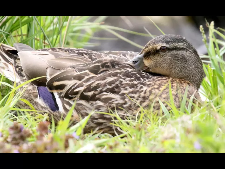 A honey bee at Grist Mill Pond in Sudbury, photographed by Steve Forman.