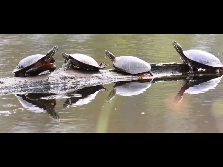 A honey bee at Grist Mill Pond in Sudbury, photographed by Steve Forman.