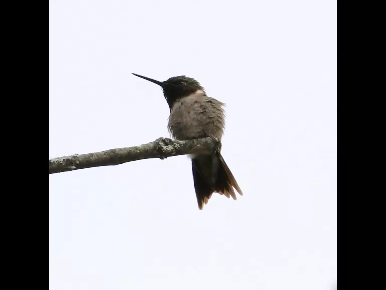 A gray catbird in Southborough, photographed by Steve Forman.