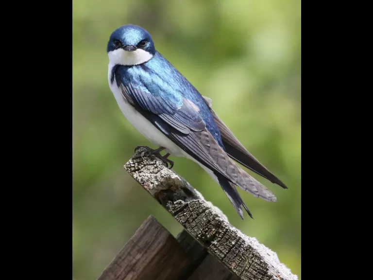 A tree swallow in Harvard, photographed by Steve Forman.