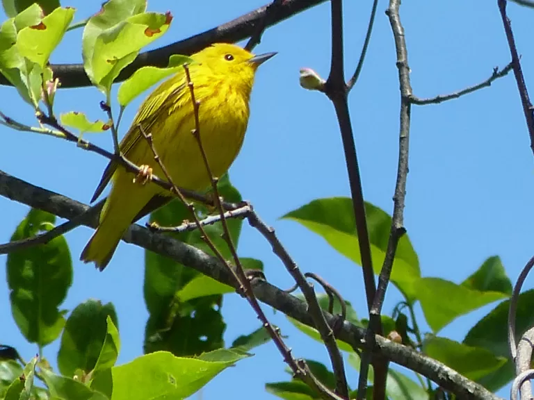 A northern flicker in Concord, photographed by Terri Ackerman.