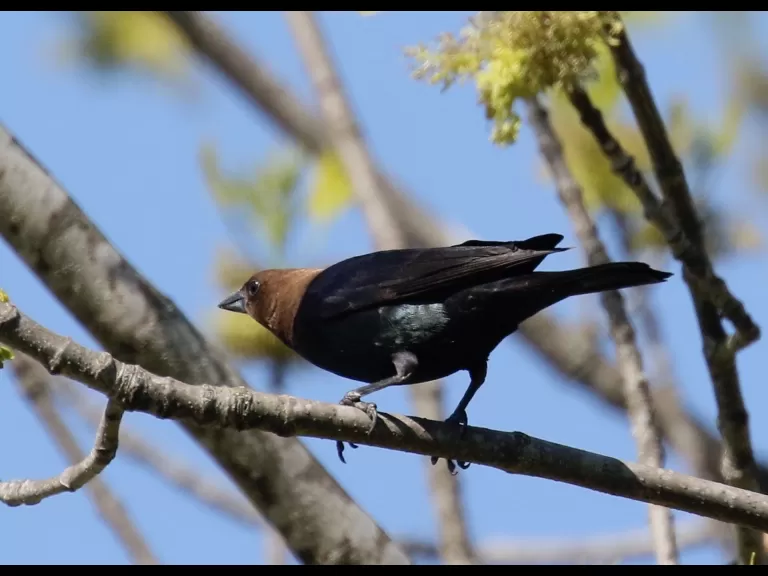 A gray catbird in Southborough, photographed by Steve Forman.