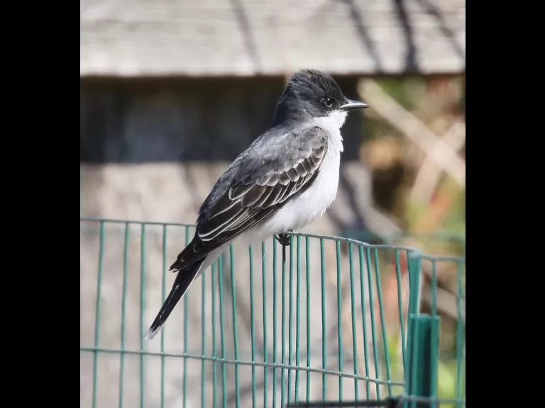 A gray catbird in Southborough, photographed by Steve Forman.
