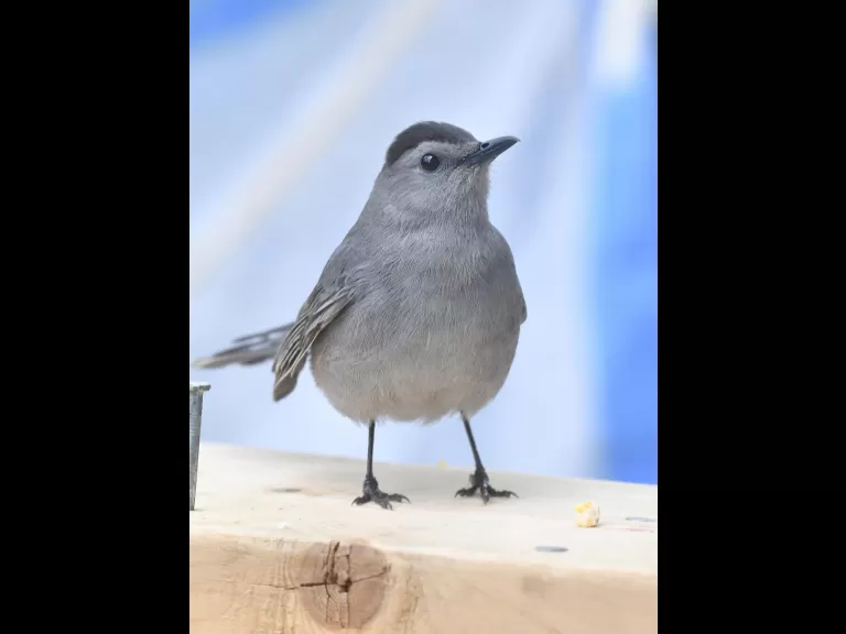 A gray catbird in Maynard, photographed by Gail Sartori.