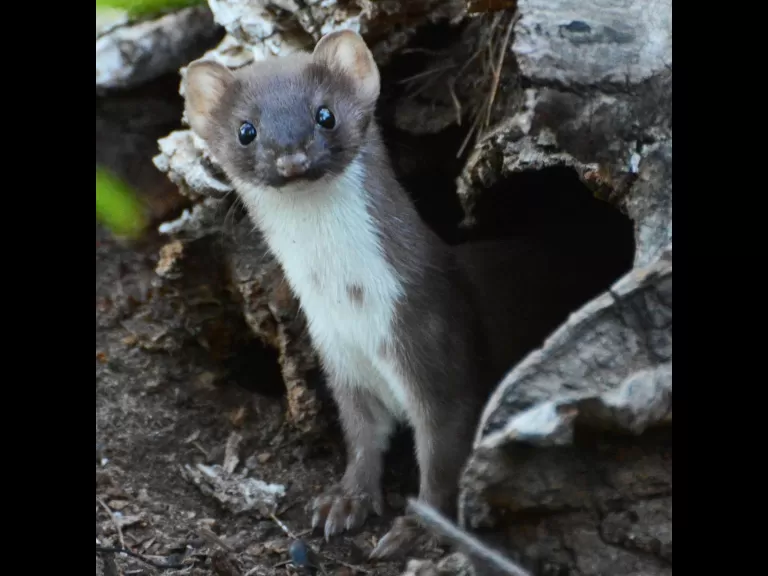 A long-tailed weasel in Lincoln, photographed by Ron McAdow.