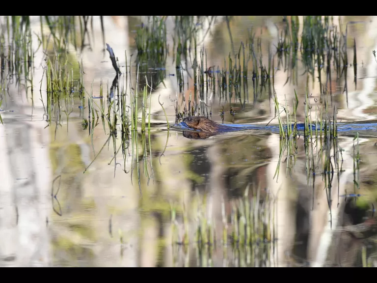A gray catbird in Maynard, photographed by Gail Sartori.