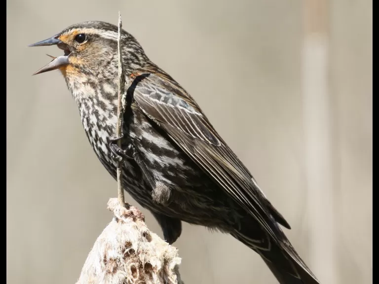 A gray catbird in Southborough, photographed by Steve Forman.