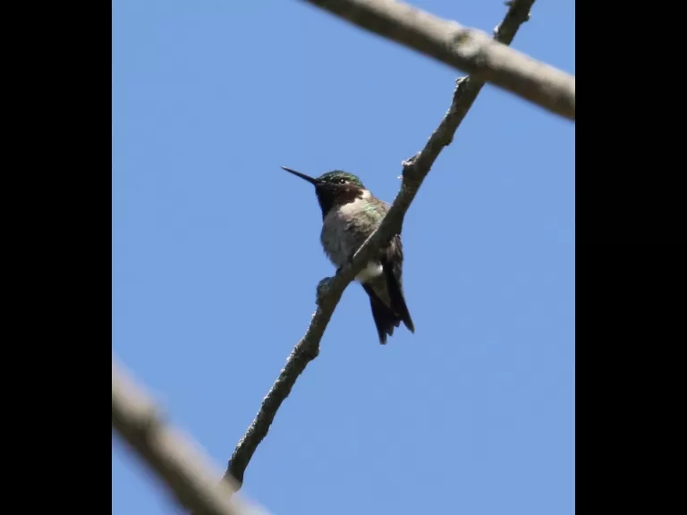 A gray catbird in Southborough, photographed by Steve Forman.