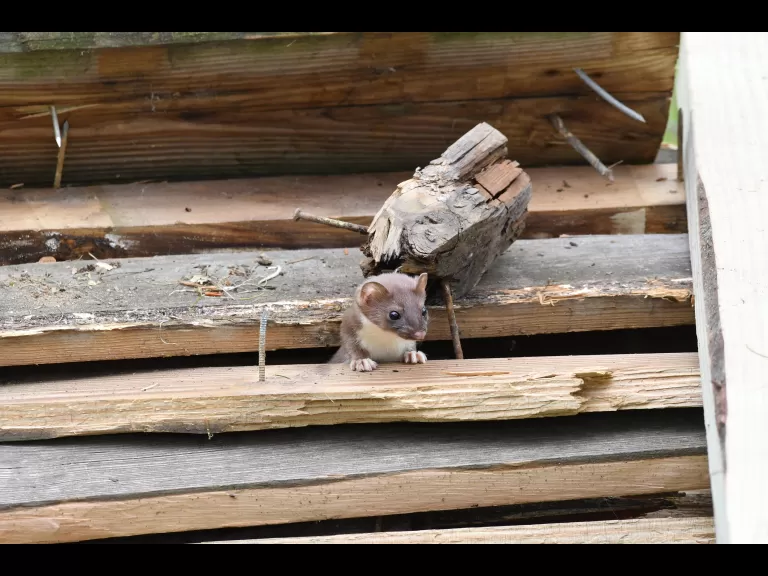 A gray catbird in Maynard, photographed by Gail Sartori.
