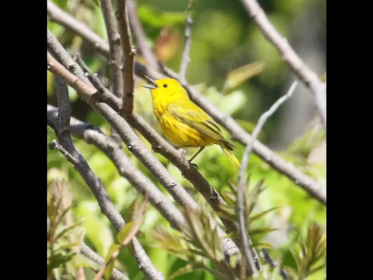A gray catbird in Southborough, photographed by Steve Forman.