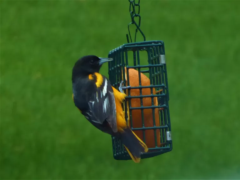 A Baltimore oriole in Westborough, photographed by John Carter.