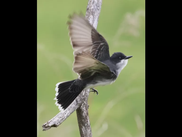 A gray catbird in Southborough, photographed by Steve Forman.