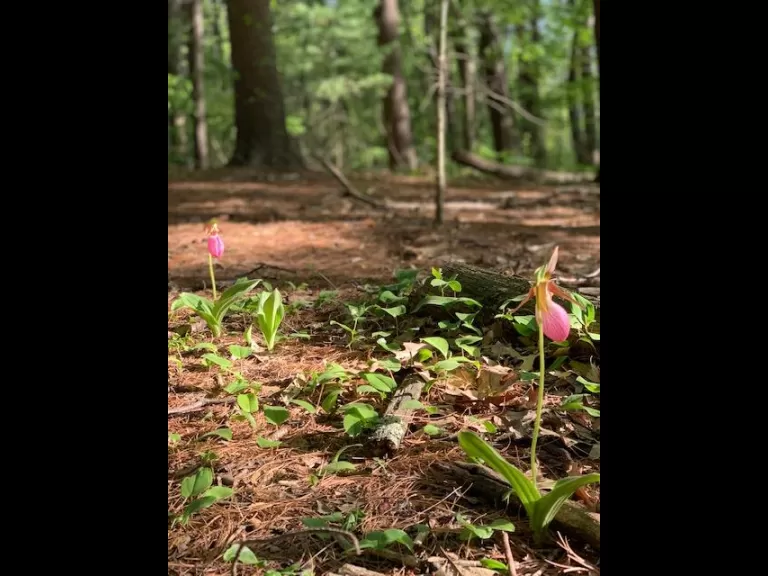 Pink lady's slippers at Greenways Conservation Area in Wayland, photographed by Molly Deisroth-Kim.
