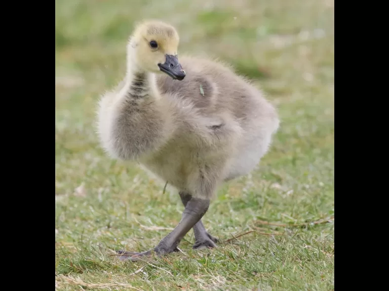 A Canada goose gosling at Farm Pond in Framingham, photographed by Steve Forman.