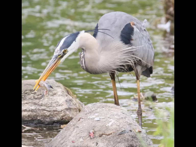 A Canada goose gosling at Farm Pond in Framingham, photographed by Steve Forman.