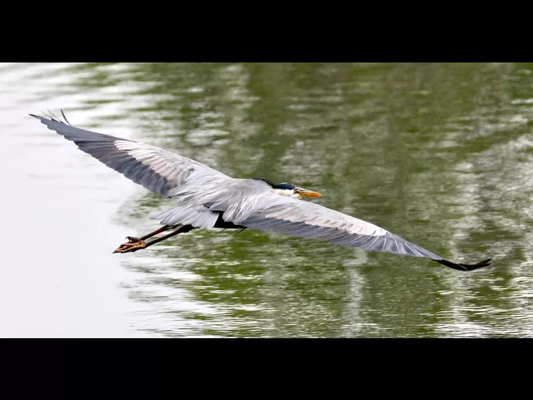 A Canada goose gosling at Farm Pond in Framingham, photographed by Steve Forman.