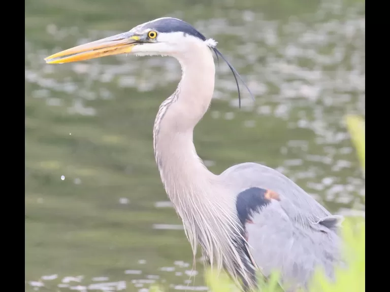 A Canada goose gosling at Farm Pond in Framingham, photographed by Steve Forman.