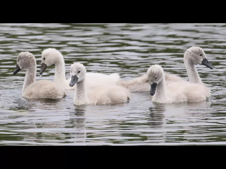 A Canada goose gosling at Farm Pond in Framingham, photographed by Steve Forman.