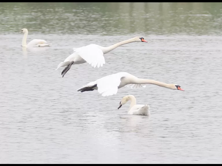 A Canada goose gosling at Farm Pond in Framingham, photographed by Steve Forman.