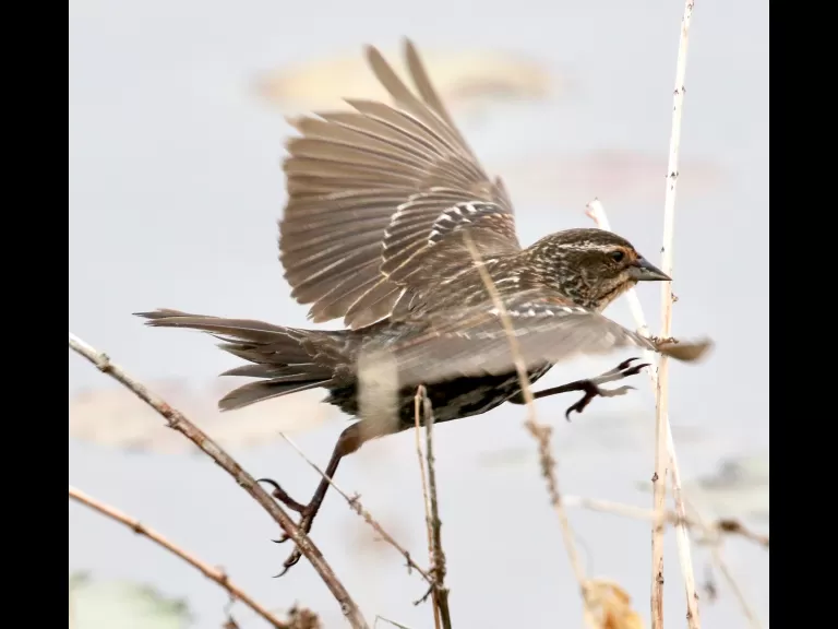 A Canada goose gosling at Farm Pond in Framingham, photographed by Steve Forman.