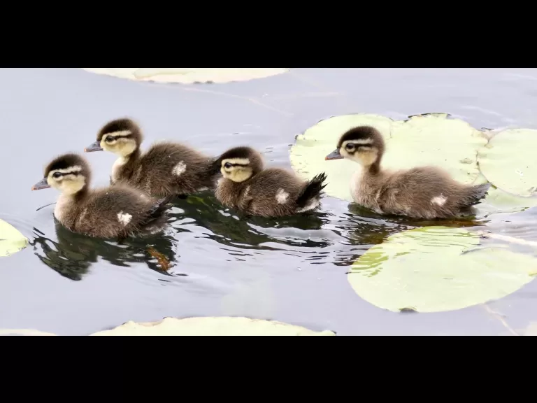 A Canada goose gosling at Farm Pond in Framingham, photographed by Steve Forman.