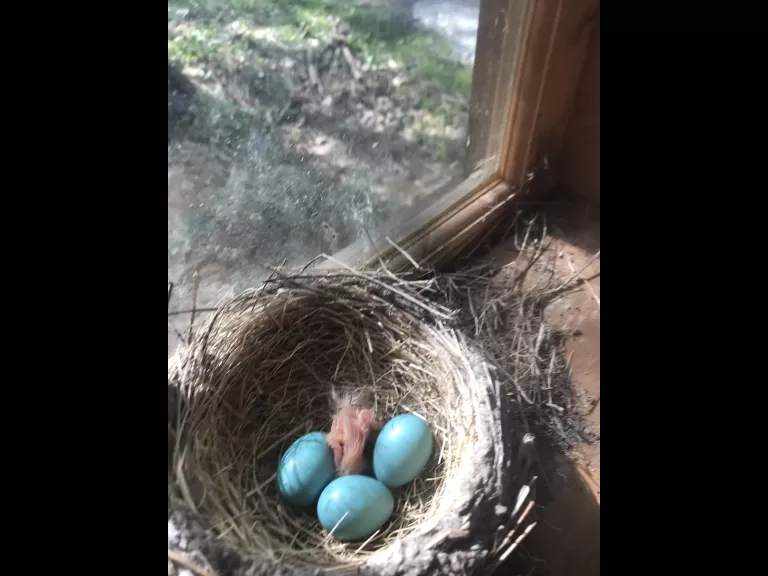 An American robin hatchling in Concord, photographed by Steve Ledoux.