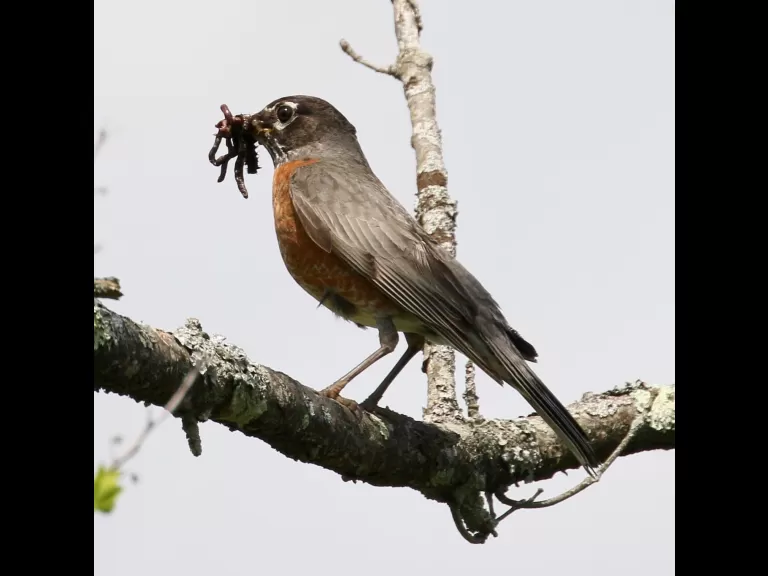 A gray catbird in Southborough, photographed by Steve Forman.