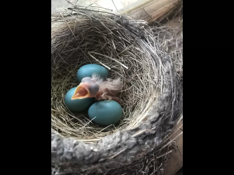 An American robin hatchling in Concord, photographed by Steve Ledoux.