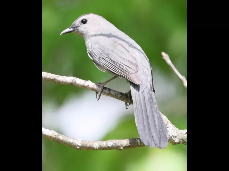 A gray catbird in Southborough, photographed by Steve Forman.