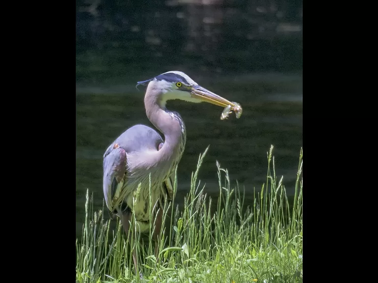 A great blue heron captures two fish in Framingham, photographed by John Mastrobattista.