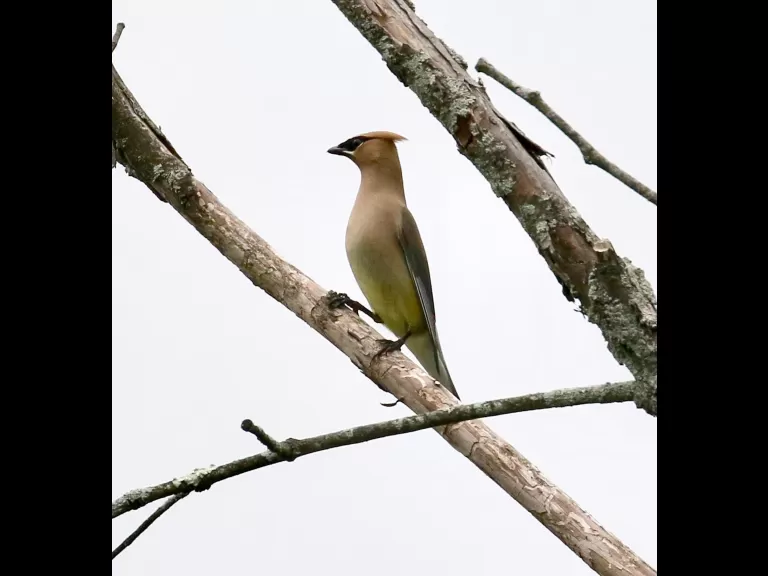 A gray catbird in Southborough, photographed by Steve Forman.