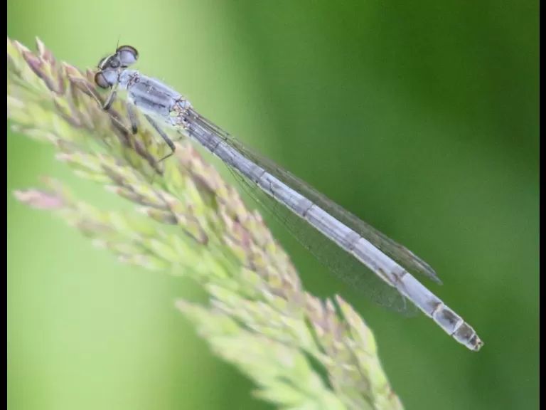 A honey bee at Grist Mill Pond in Sudbury, photographed by Steve Forman.