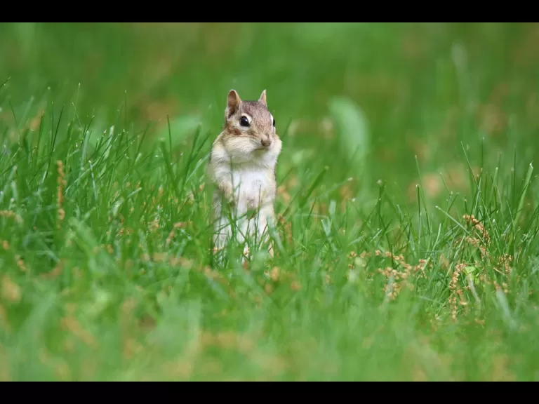An eastern chipmunk in Sudbury, photographed by Sue Feldberg.