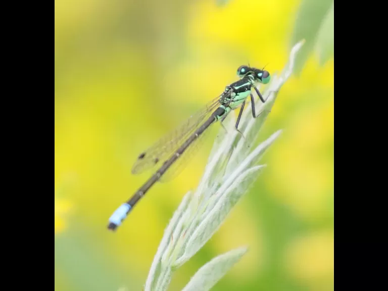 A honey bee at Grist Mill Pond in Sudbury, photographed by Steve Forman.