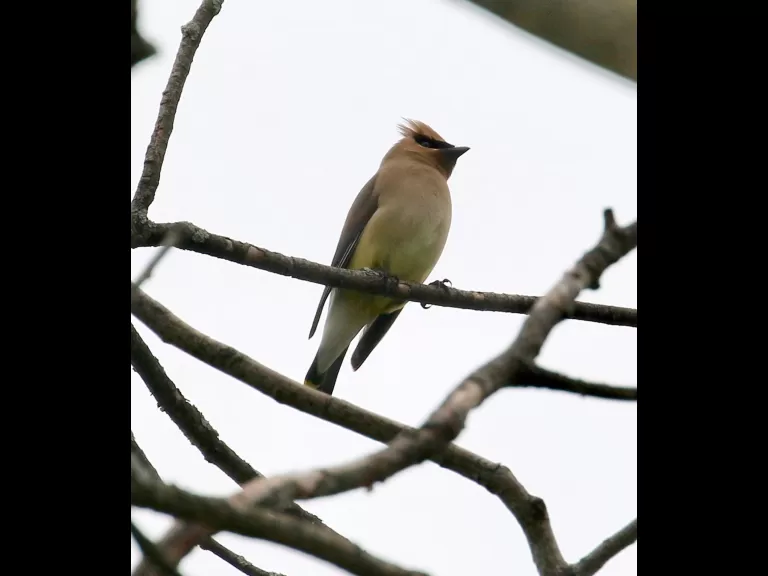 A gray catbird in Southborough, photographed by Steve Forman.