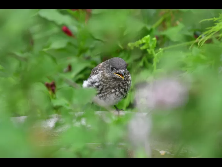 An American robin in Maynard, photographed by Gail Sartori.