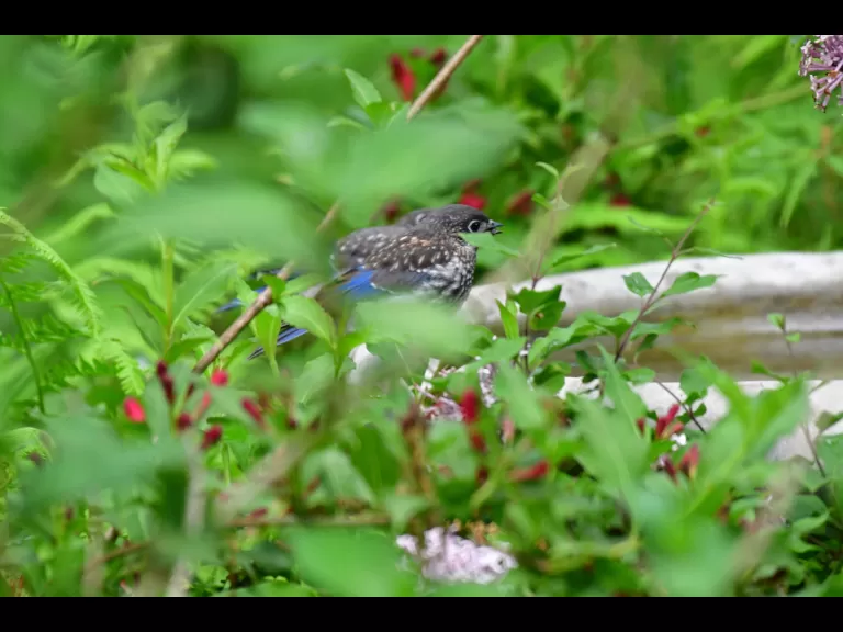An American robin in Maynard, photographed by Gail Sartori.