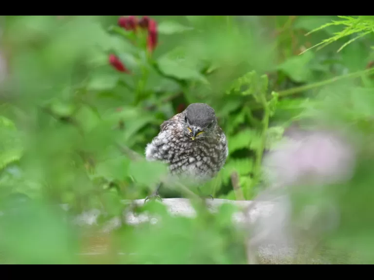 An American robin in Maynard, photographed by Gail Sartori.