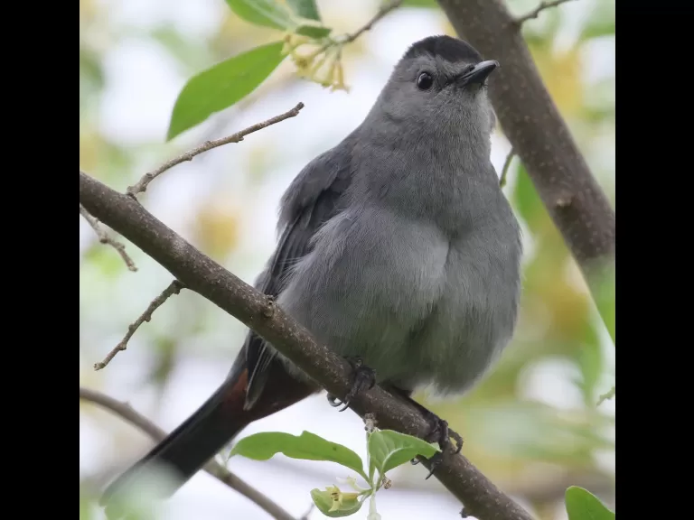 A gray catbird in Southborough, photographed by Steve Forman.