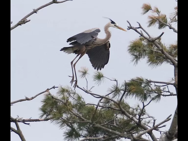 A great blue heron at a nest on the Sudbury Reservoir in Southborough, photographed by Steve Forman.