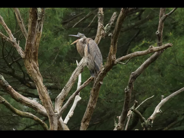 An American robin in Maynard, photographed by Gail Sartori.