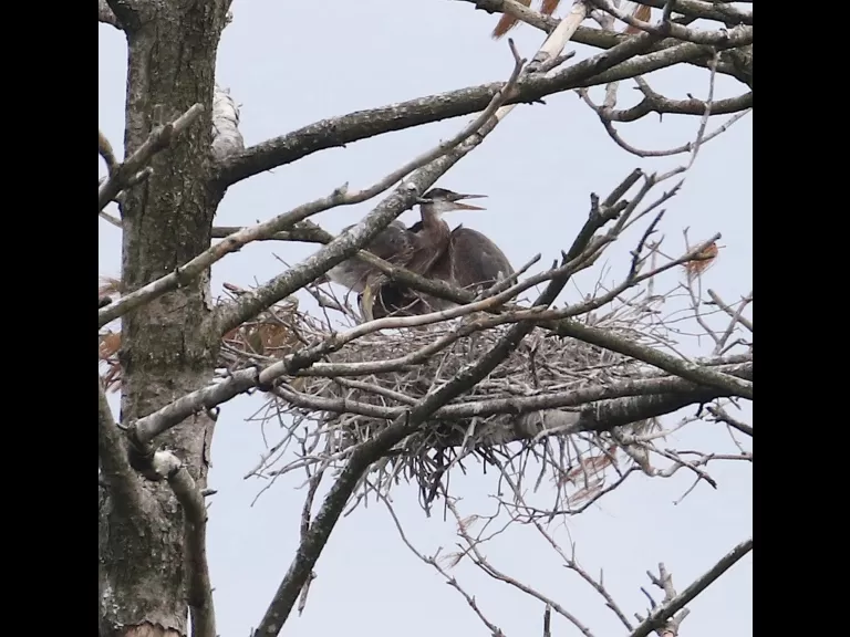 A great blue heron at a nest on the Sudbury Reservoir in Southborough, photographed by Steve Forman.