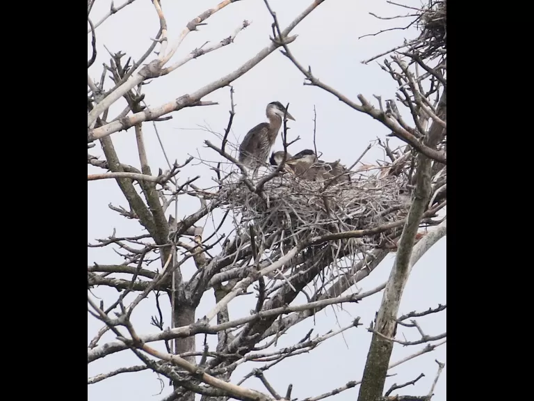 A great blue heron at a nest on the Sudbury Reservoir in Southborough, photographed by Steve Forman.