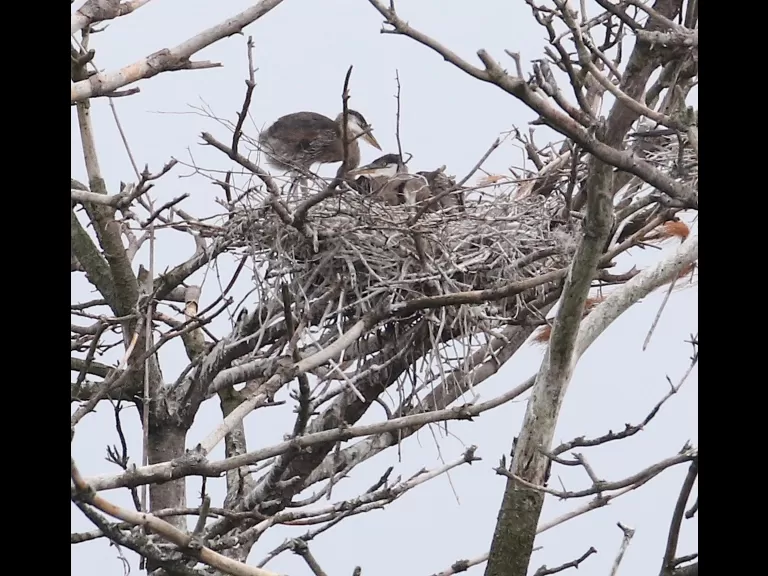 A great blue heron at a nest on the Sudbury Reservoir in Southborough, photographed by Steve Forman.