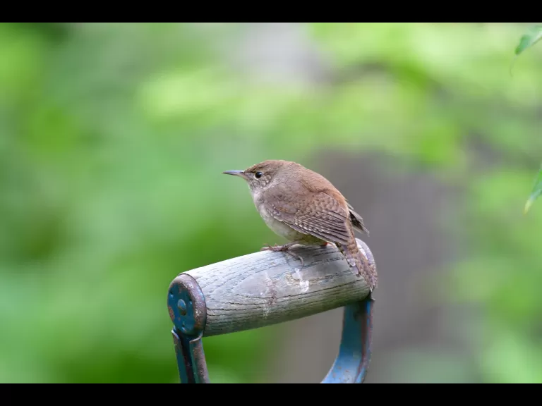 An American robin in Maynard, photographed by Gail Sartori.