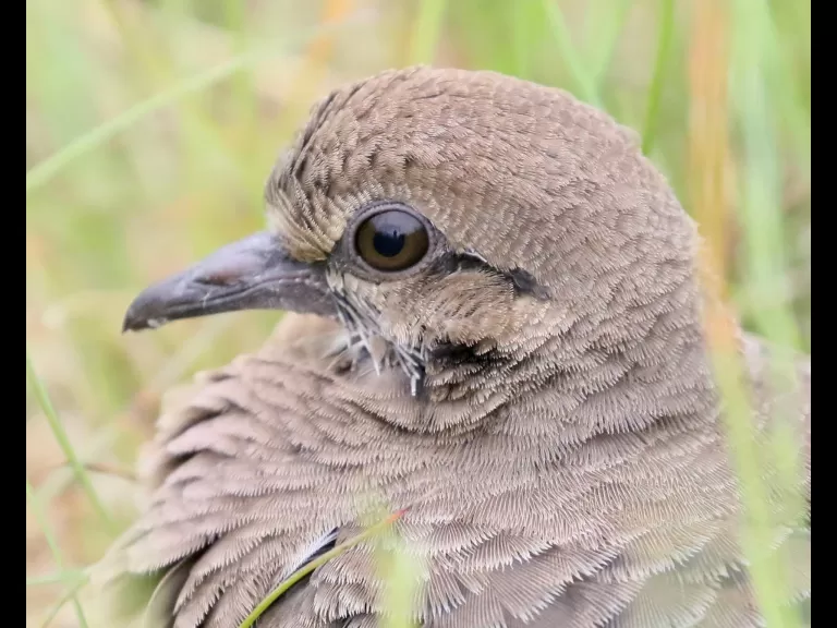 A gray catbird in Southborough, photographed by Steve Forman.