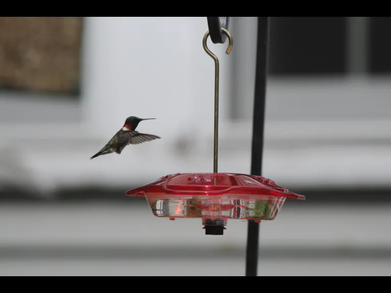 A ruby-throated hummingbird in Sudbury, photographed by Stephen Davis.