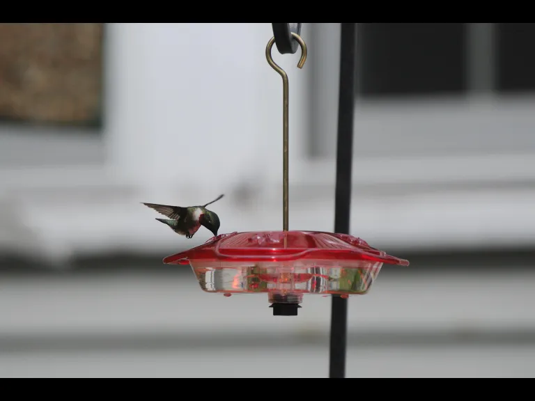 A ruby-throated hummingbird in Sudbury, photographed by Stephen Davis.